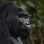 gorilla31_Gorilla-Safari-Lodge_900X600-150x150