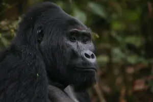 gorilla31_Gorilla-Safari-Lodge_900X600-300x200