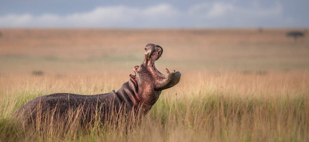 Best safari weather in Kenya in May