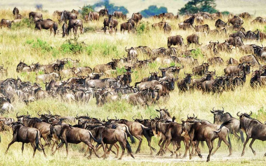 Thousands of wildebeest herds moving across the Serengeti plains during the Great Migration, Tanzania