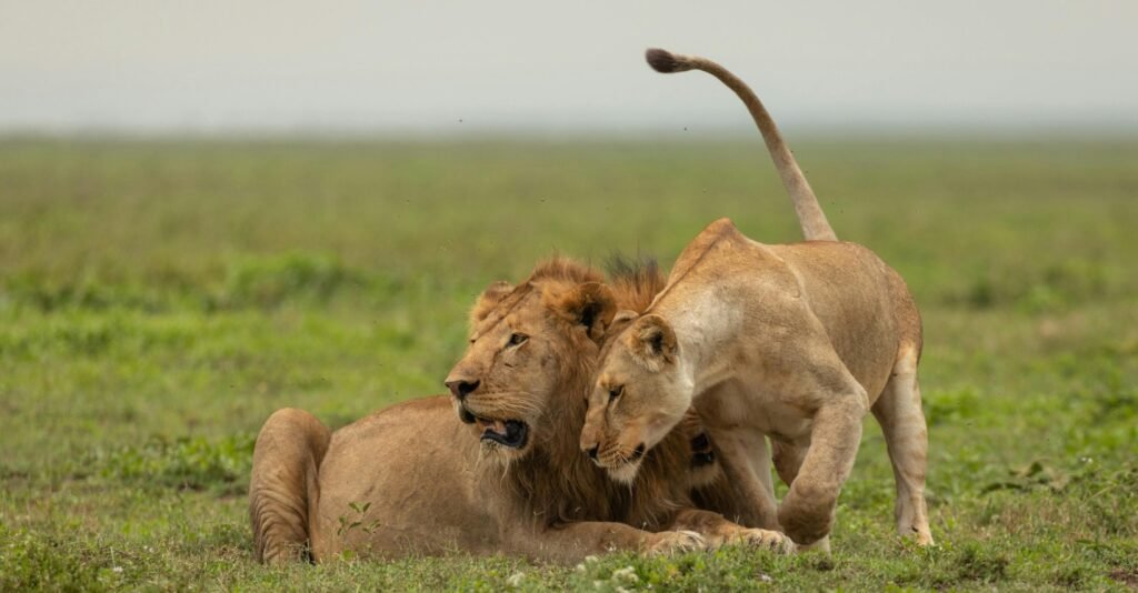 15 Days Tanzania Safari & Zanzibar