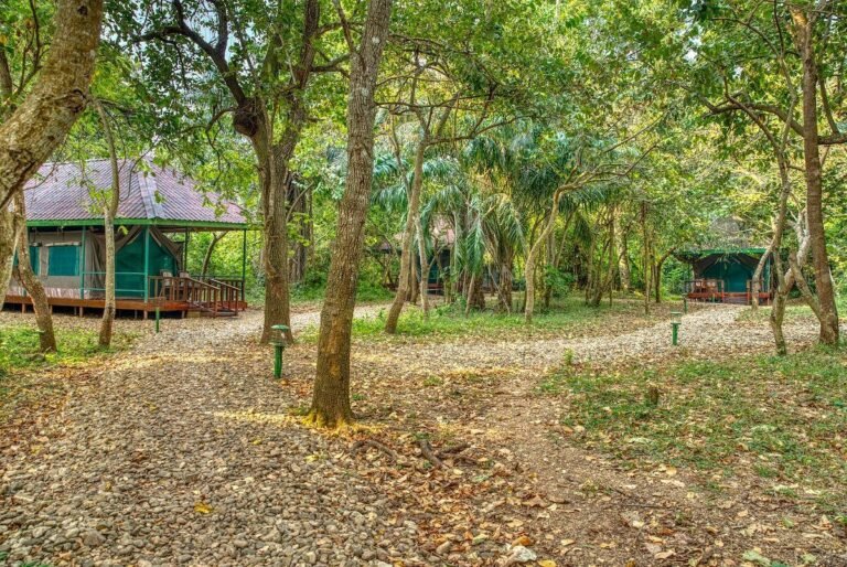 Mbali-Mbali-Gombe-lodge-tents