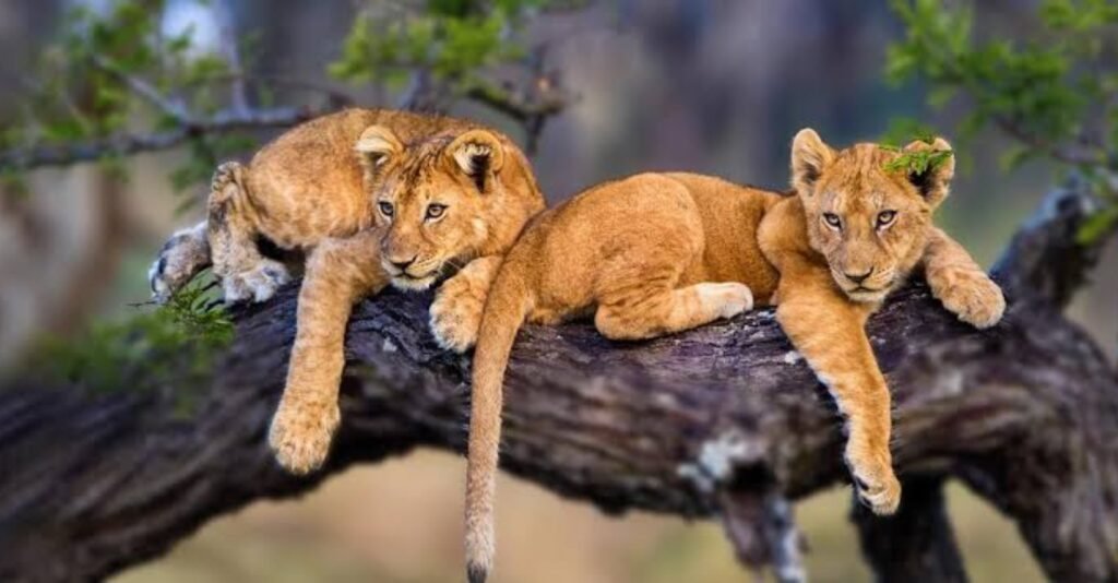 10 Days Tanzania safari, all northern parks in 1 trip!