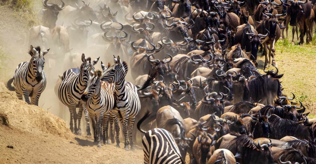 4-day Masai Mara safaris