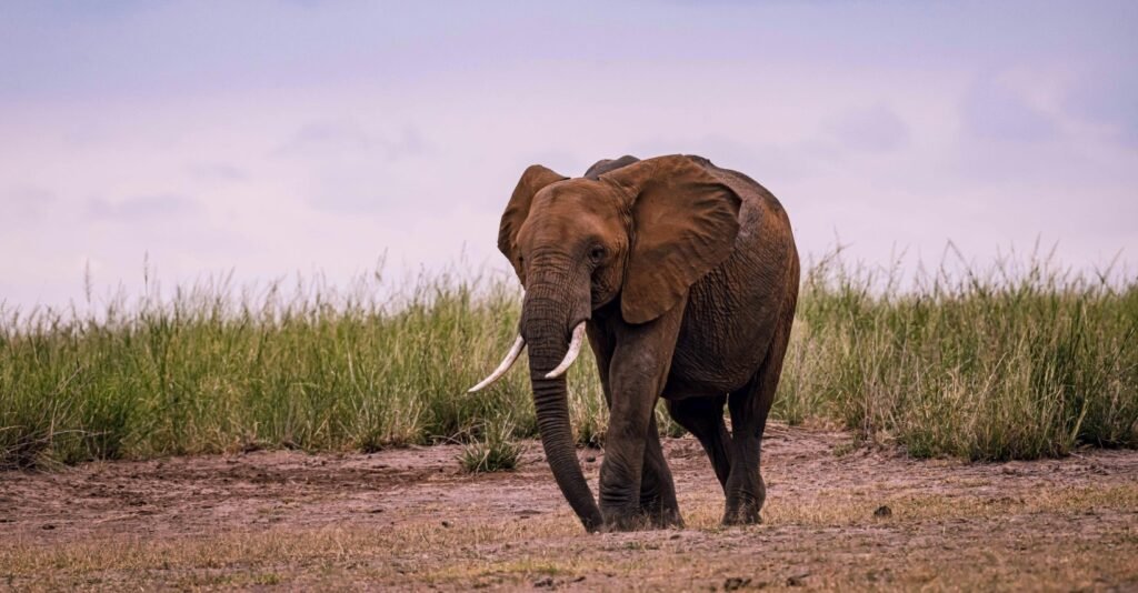 5 Days Tanzania Safari Extension | Tarangire, Lake Manyara & Ngorongoro Crater