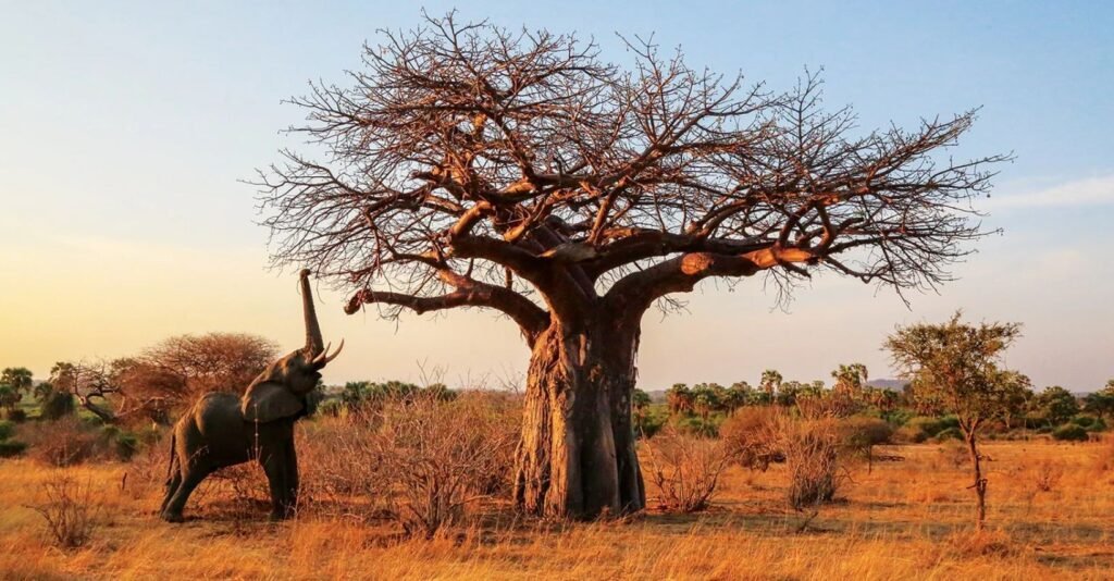 8 Days Mikumi Udzungwa Ruaha Safari: Explore Tanzania's Wild South