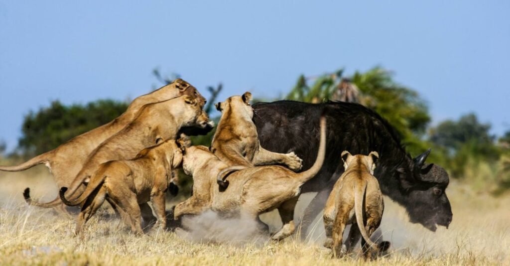 9-day Southern Tanzania safari to Mikumi, Ruaha and Nyerere National Parks