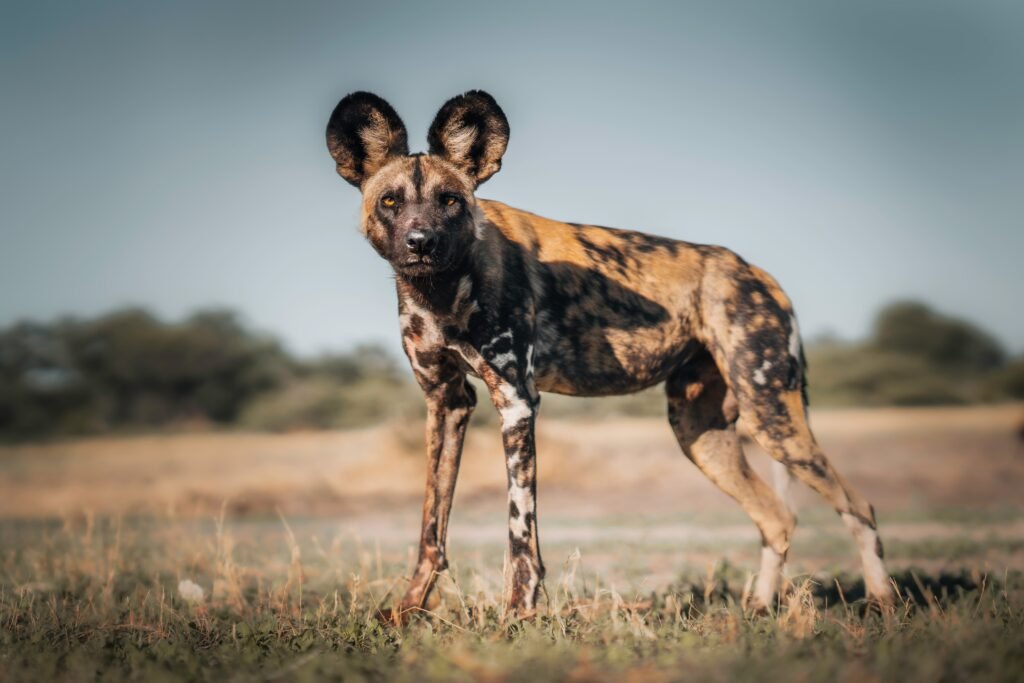 7 Days Mikumi Ruaha Safari: Explore Tanzania's Wild South