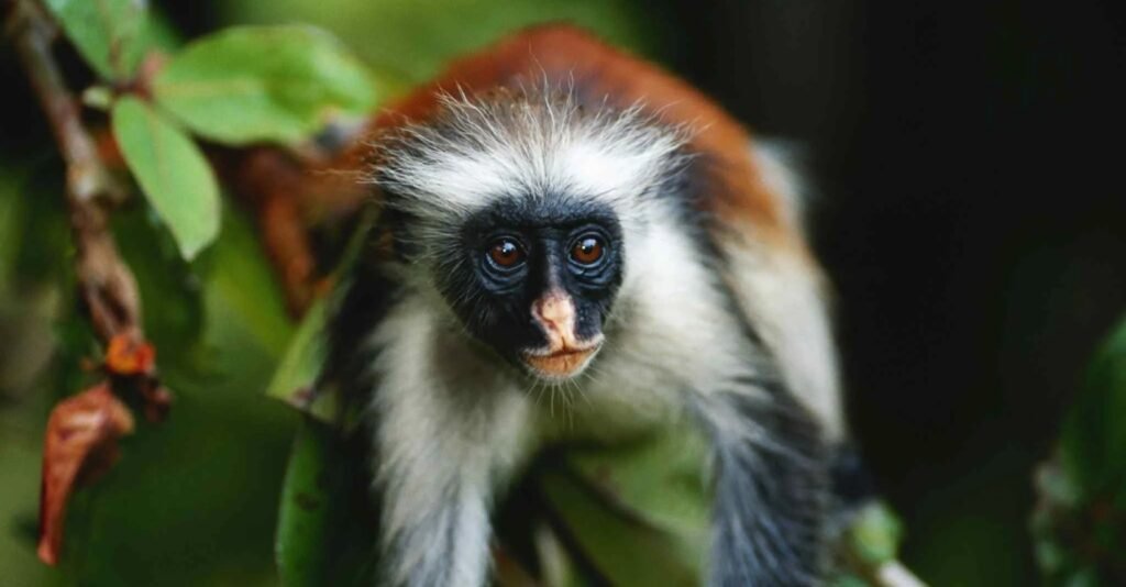 Red colobus monkeys in Jozani Forest during a guided nature tour through Jozani Chwaka Bay National Park in Zanzibar.