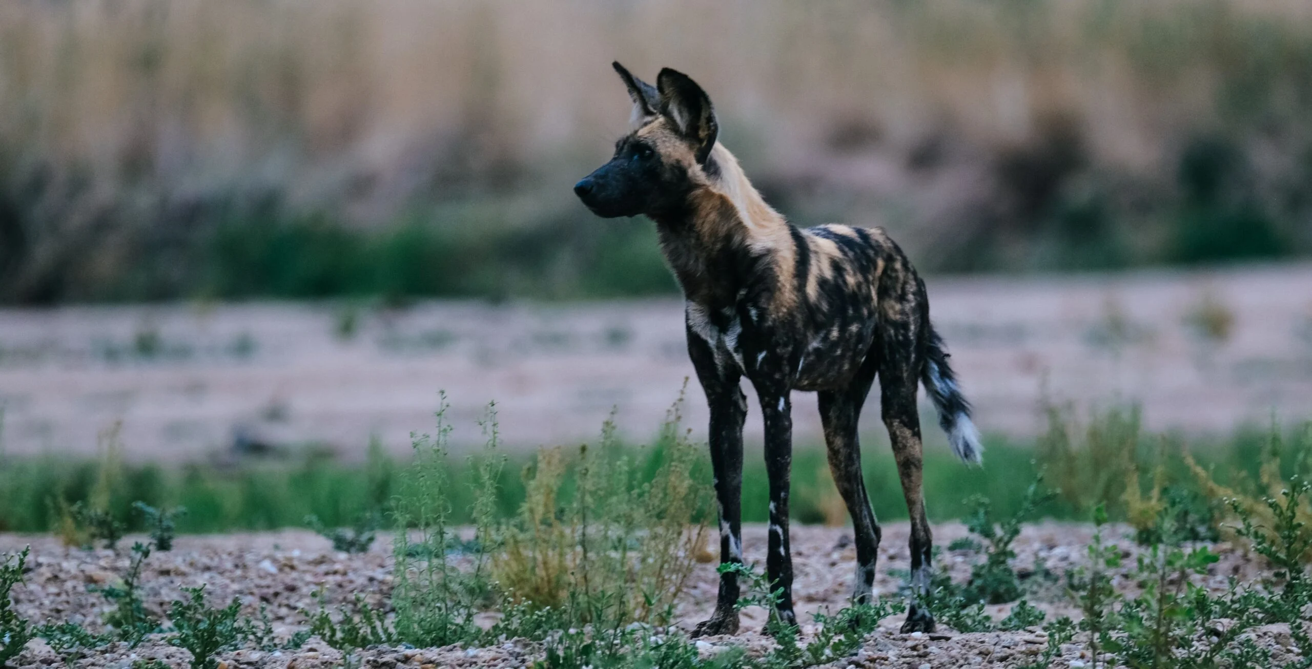 Ruaha-7-scaled wild dog