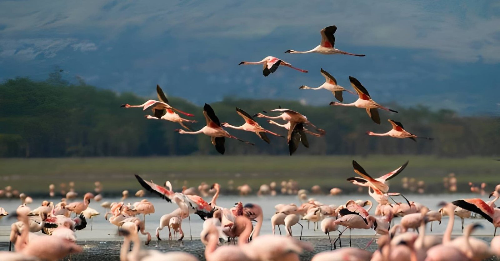 Lake Nakuru Safari