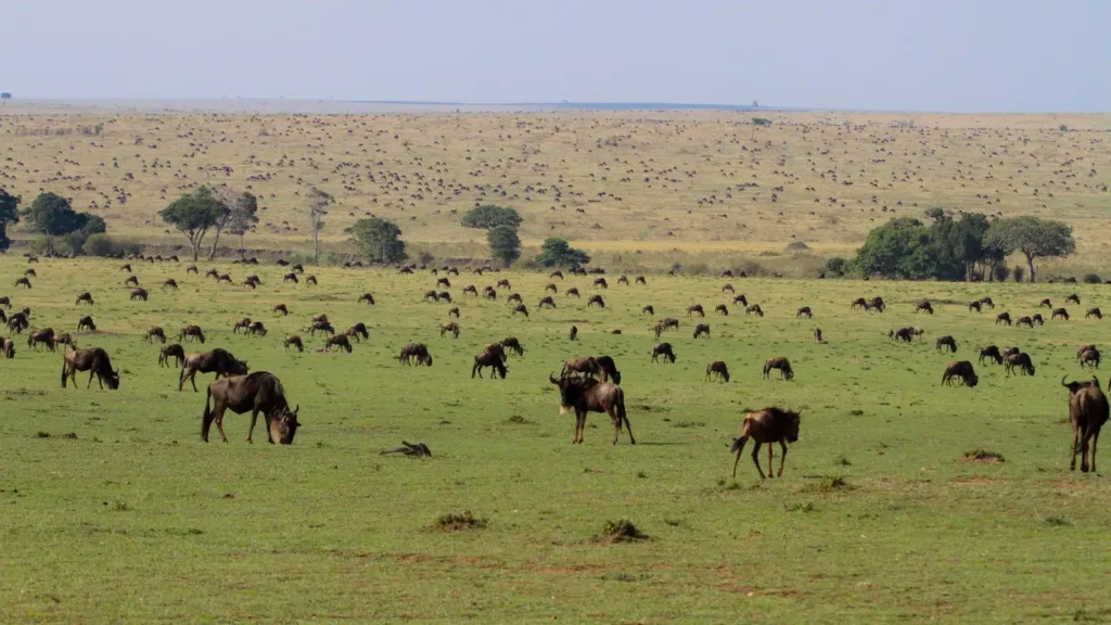 Wildebeest and zebra crossing the open plains of the Lamai Triangle in Northern Serengeti during the Great Migration with safari vehicles observing wildlife.