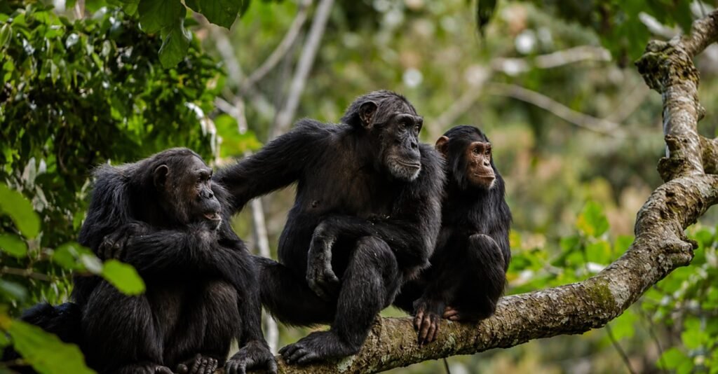 8 Days Chimpanzee Safari – Gombe & Mahale Mountains