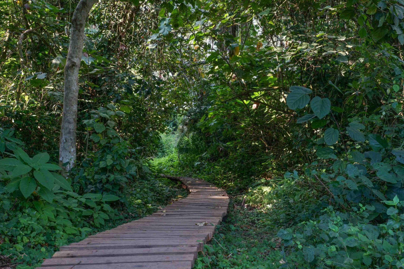 Bigodi-Swamp-Walk-scaled