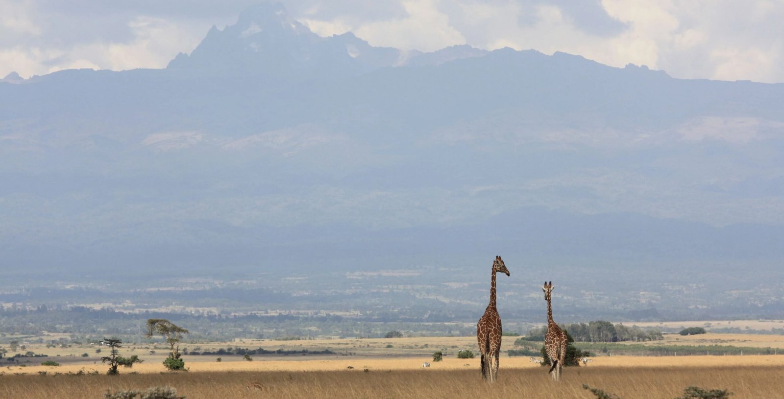 Giraffes-with-Mount-Kenya-in-the-background-Website-pics-scaled