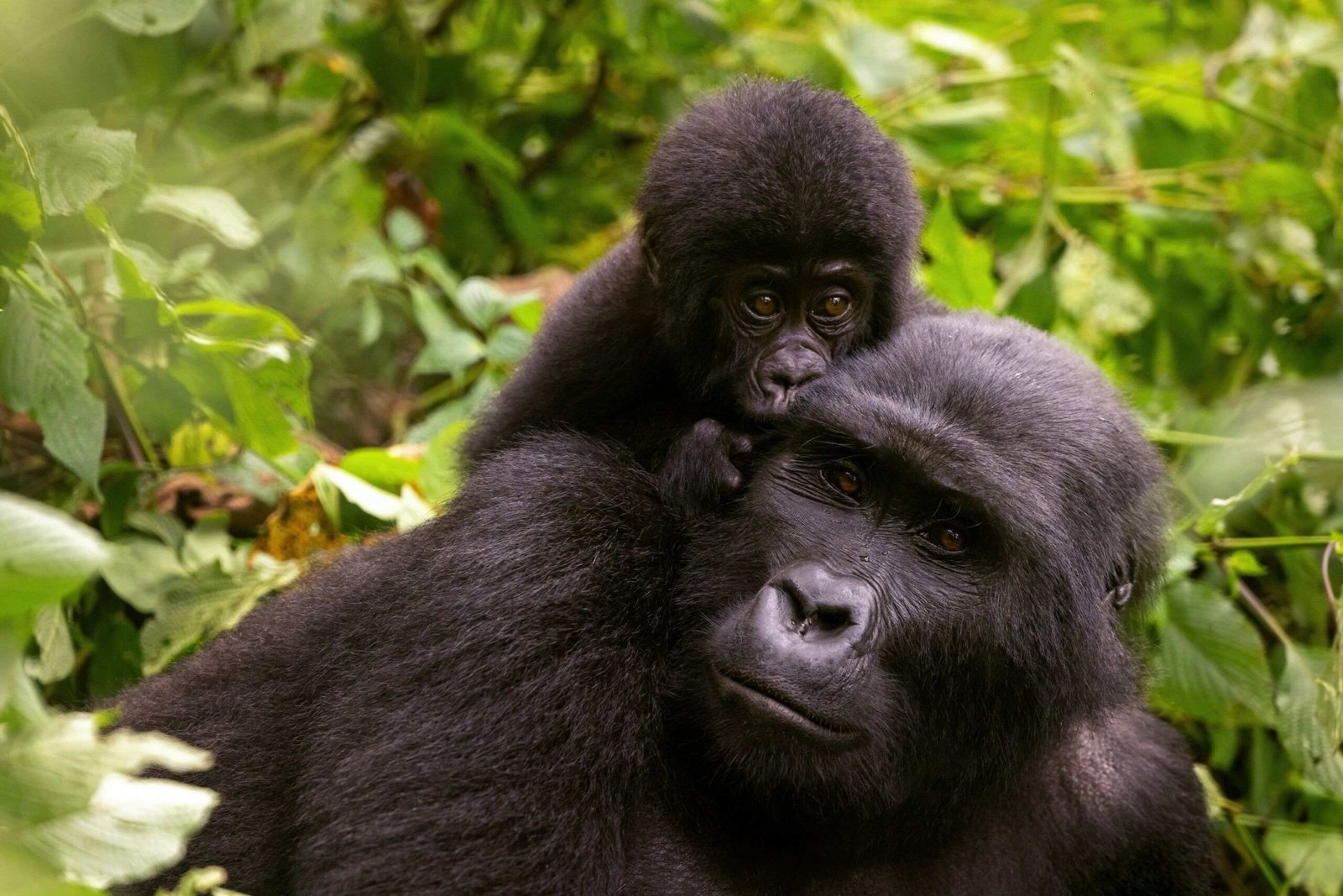 Gorilla-Tracking-Buhoma-Bwindi-Impenetrable-National-Park-28229-scaled