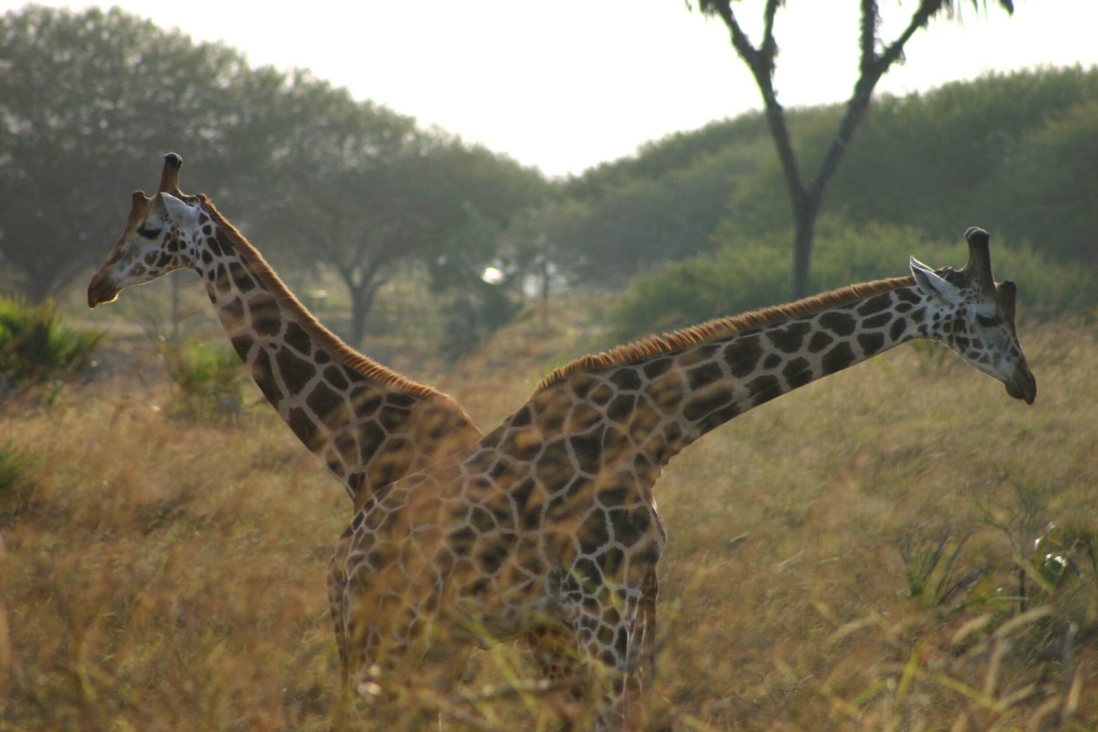 IM_KE_MOM_Nguuni-Nature-Sanctuary-guided-hike2C-giraffe-watching-and-sundowner-with-bonfire_Giraffes-scaled