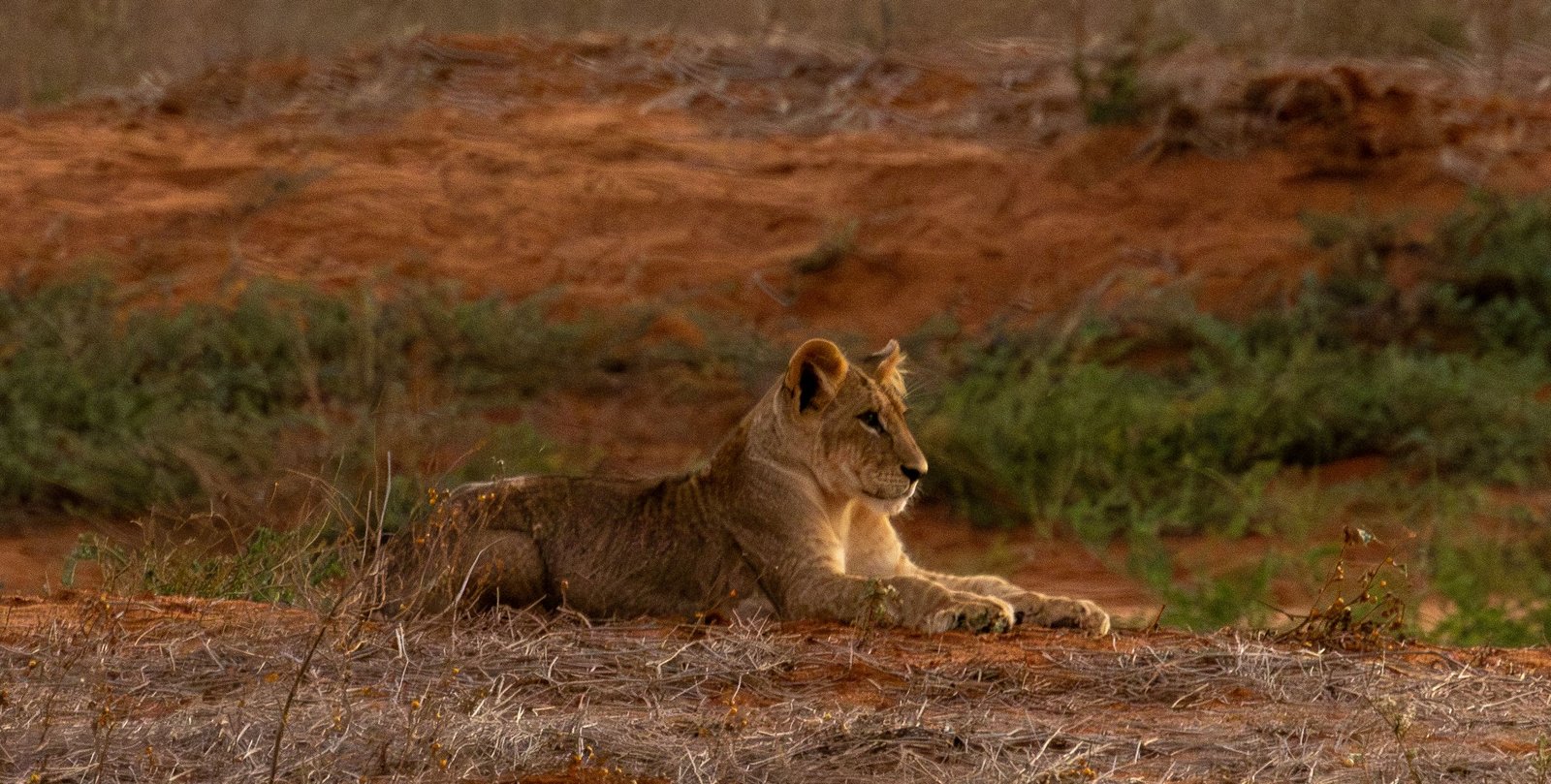 IM_KE_TEAS_Young-lion-laying-down