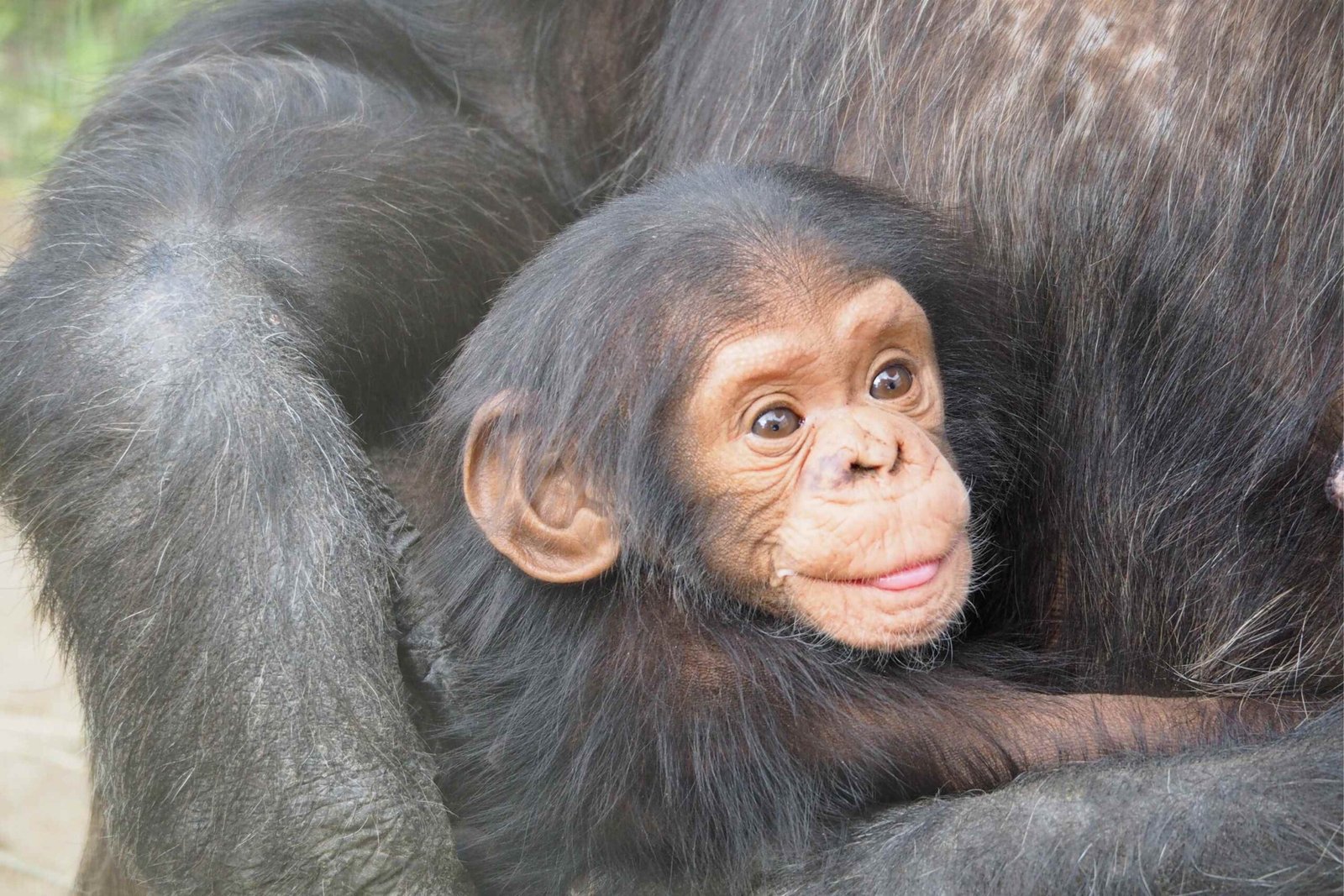 Kibale-Chimpanzee-28129-1-scaled