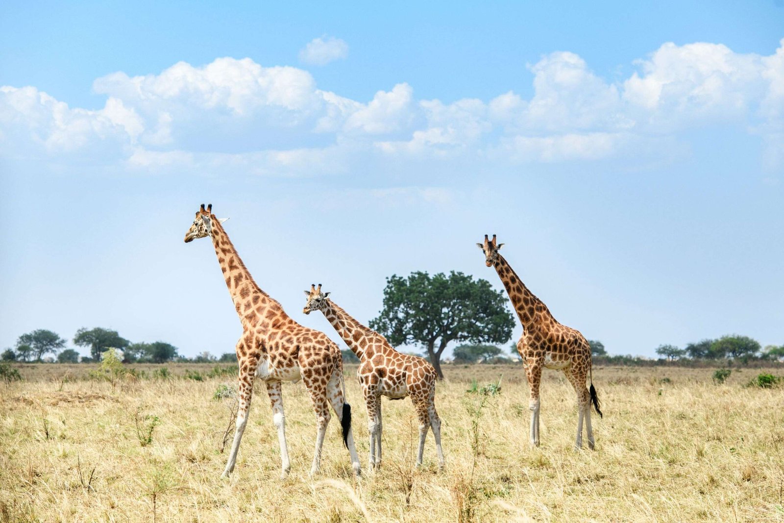 Kidepo-giraffe-28229-scaled