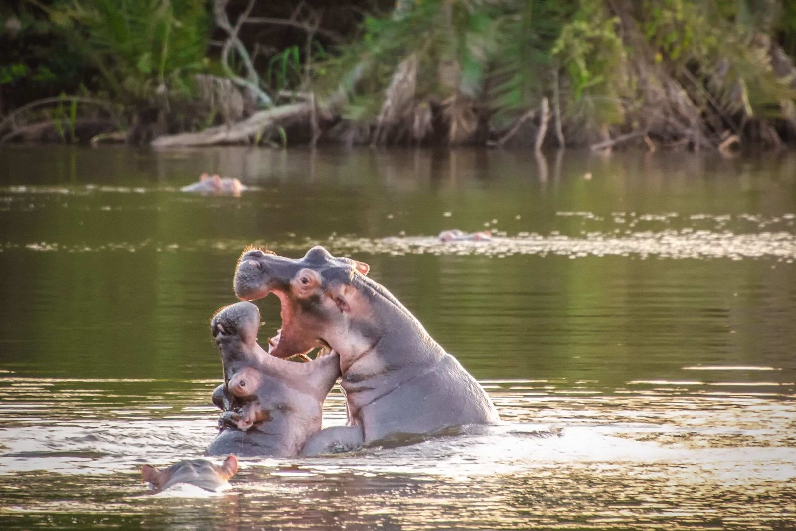 Lake-Mburo-Hippo-scaled