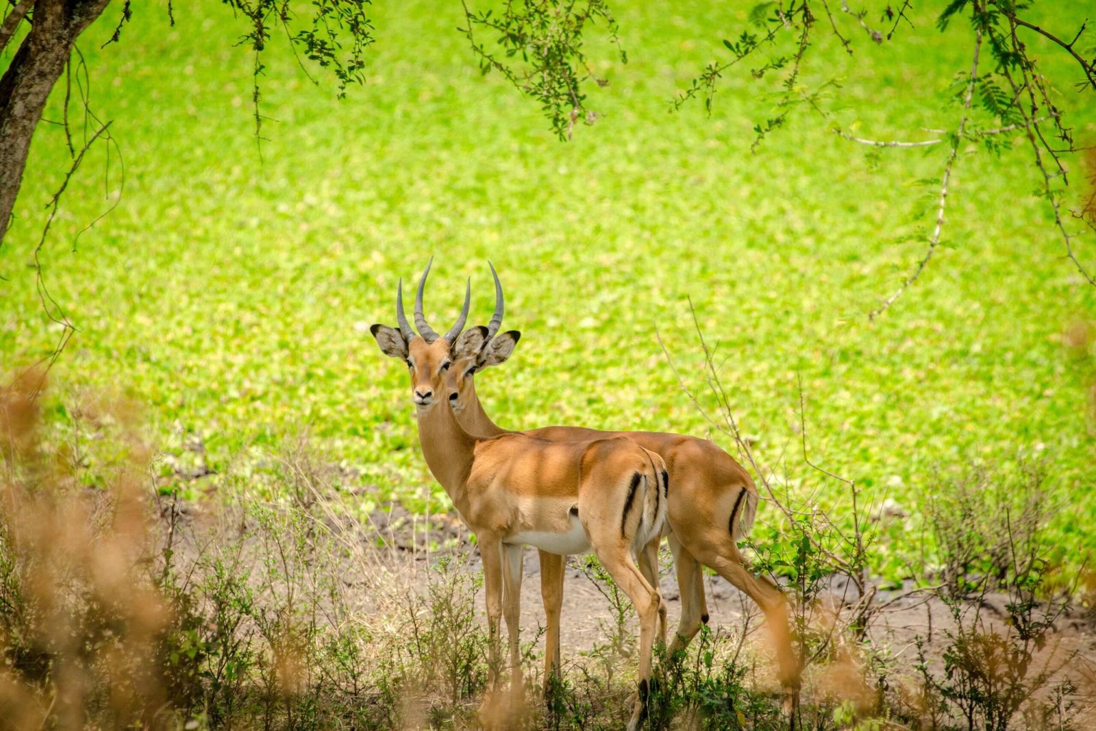 Lake-Mburo-Impala-scaled