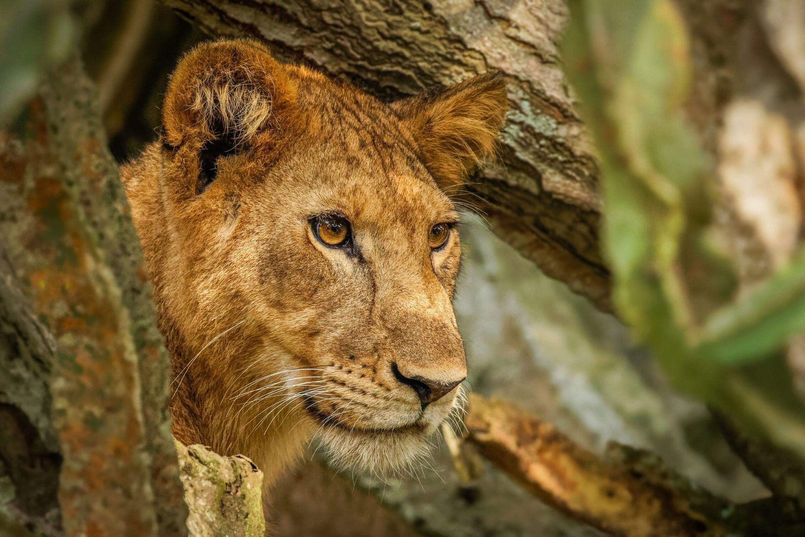 Queen-Elizabeth-National-Park-lion-scaled-1