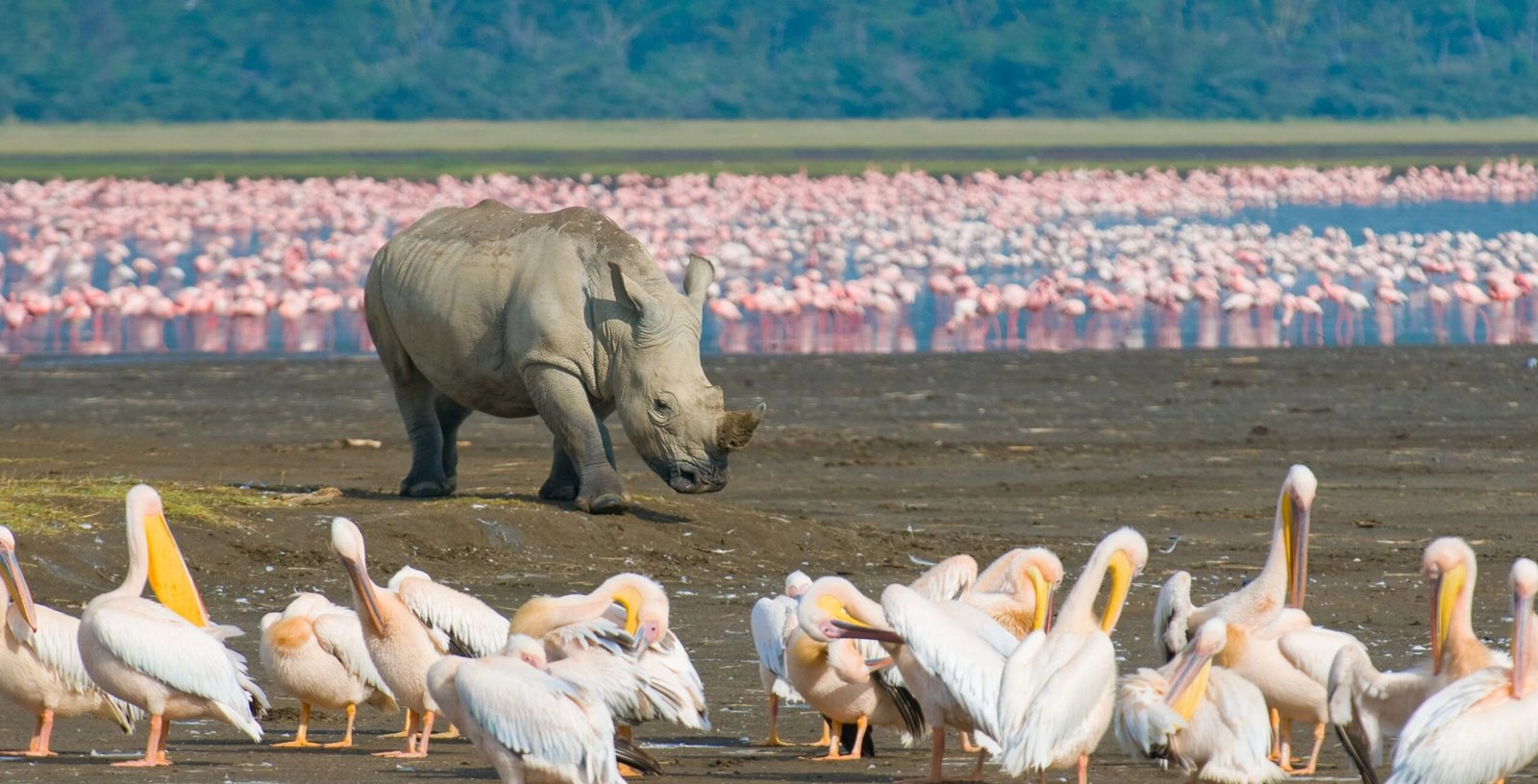 Rhino-near-lake-with-flamingos-Website-pics-scaled