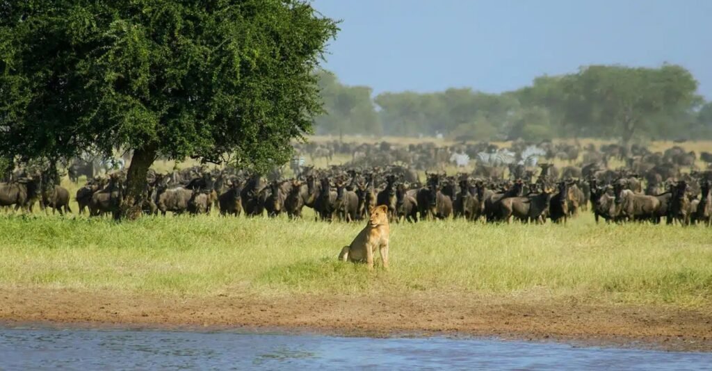 Lions resting on the open grasslands of Ruwana Plains in West Serengeti during the Great Migration safari in Tanzania.