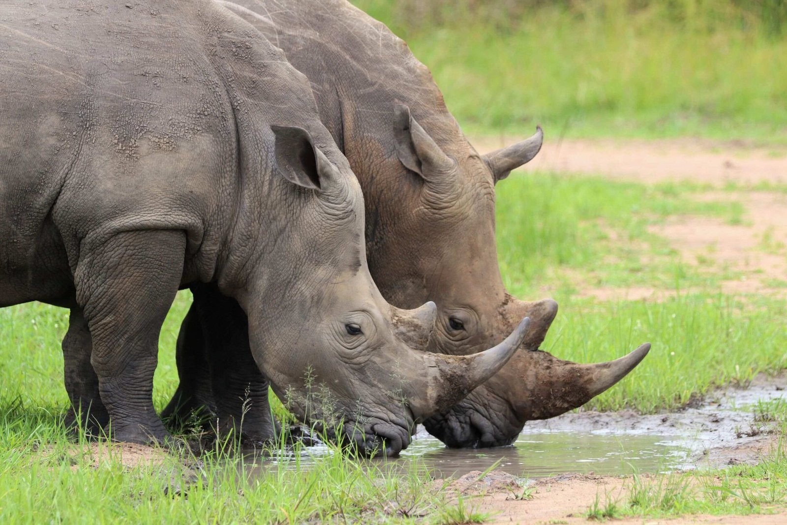 Ziwa-Rhino-Sanctuary-28429-scaled (1)