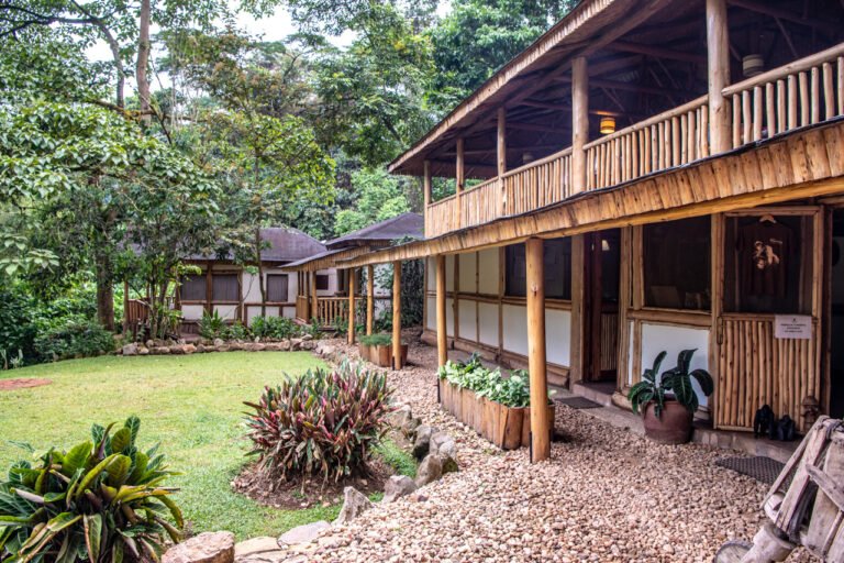 Haven Lodge Buhoma