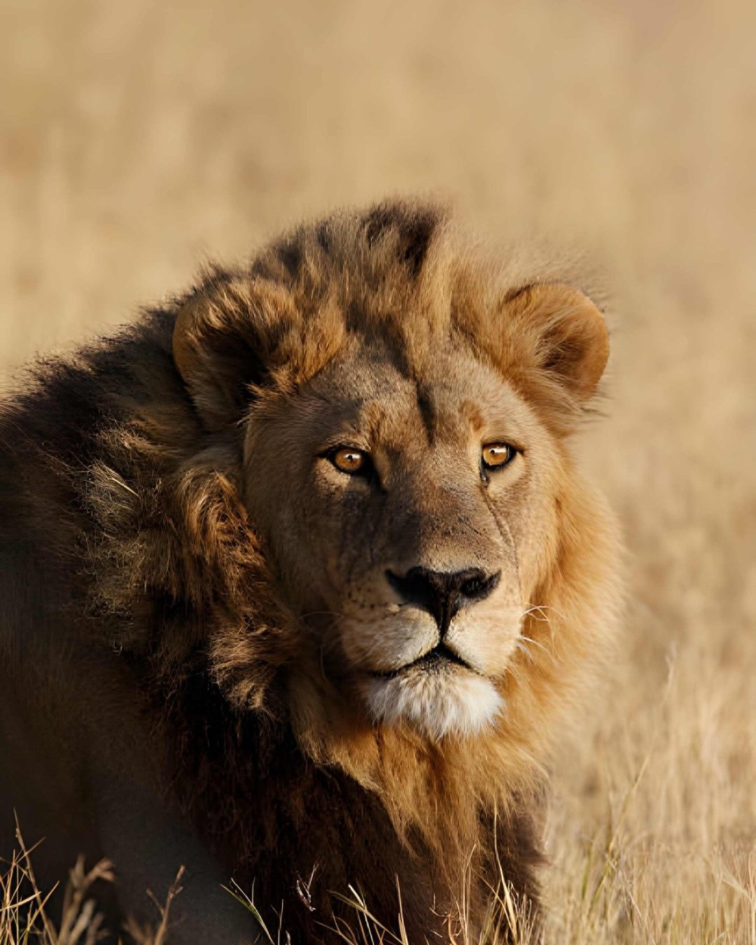 African lion resting in Serengeti National Park Tanzania
