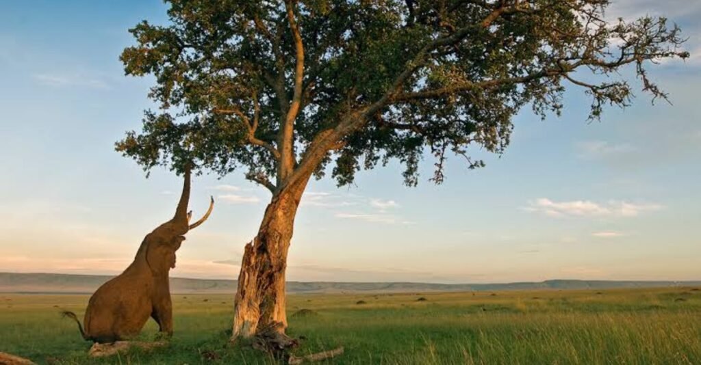 African elephant diet: elephant feeding on acacia leaves