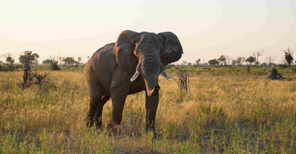 African elephant facts: matriarch leading herd in Tarangire
