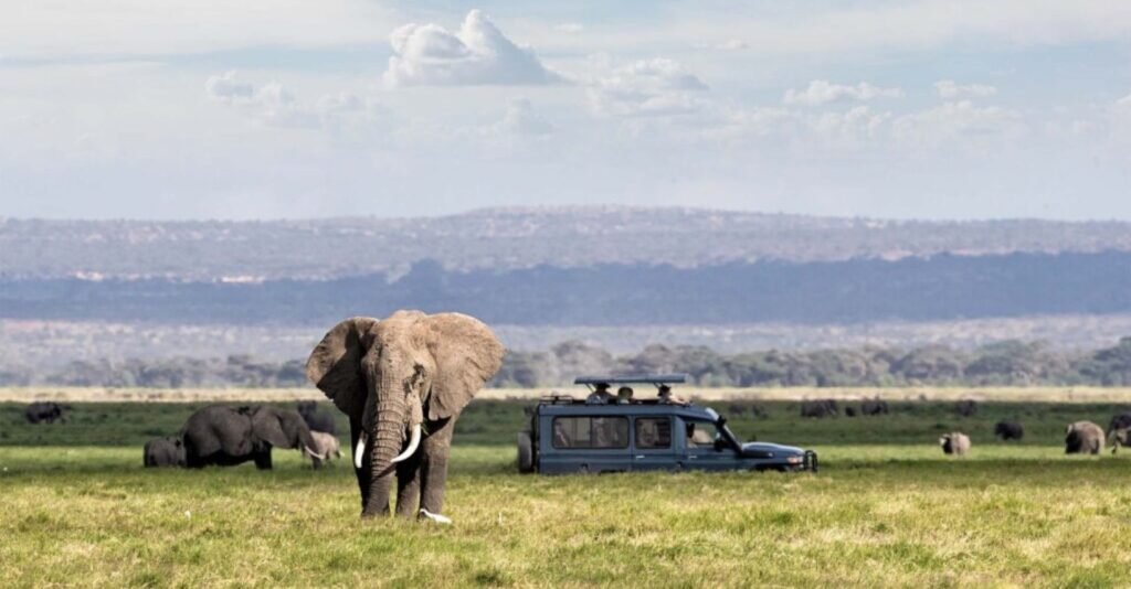 African elephant size compared to a safari vehicle”